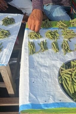 Harga Siri di Nabire Tembus Rp800 Ribu per Kilogram, Warga Minta Pemerintah Turun Tangan